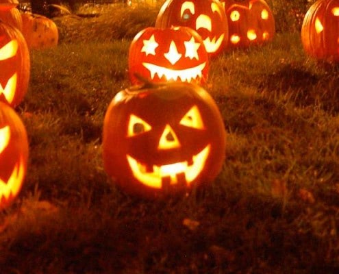 pumkinsWide-1280x400