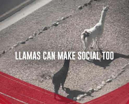 llamas